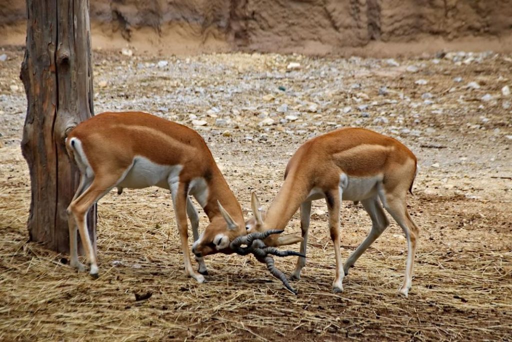 Corne de gazelle, pâtisserie orientale délicate