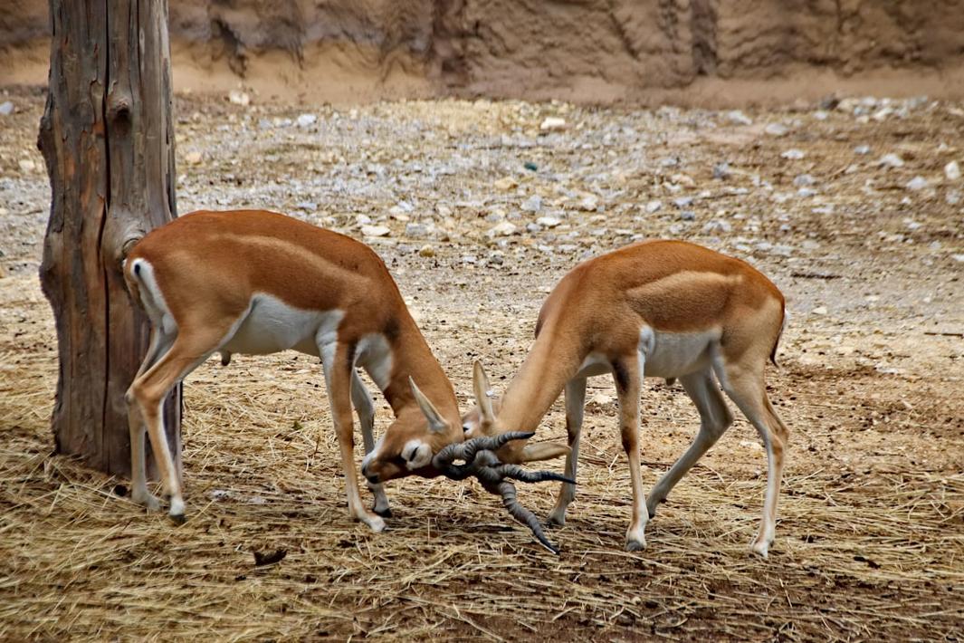 Corne de gazelle, pâtisserie orientale délicate